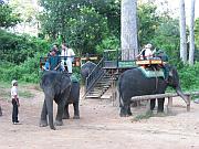 “大象計程車”