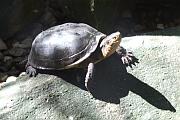 水族館的烏龜