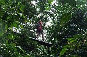 Canopy walk