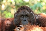 婆羅洲猩猩康復中心（Semenggoh Wildlife Rehabilitation Centre）- 馬來西亞砂勞越之旅