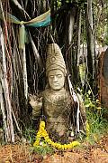 Phang-nga 的樹下佛像