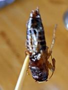 我試食的炸蟋蟀